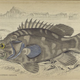 Illustration for article titled Natural History of Fishes of the Perch Family